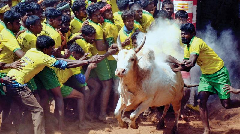 The bull tamers are seen trying to tame the sporting bull that is released into arena for Jallikattu in Avaniyapuram near Madurai. (Photo: K Manikandan/File) The bull tamers are seen trying to tame the sporting bull that is released into arena for Jallikattu in Avaniyapuram near Madurai. (Photo: K Manikandan/File)