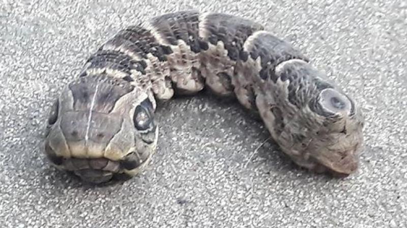 It turned out to be a rare species (Photo: Facebook) It turned out to be a rare species (Photo: Facebook)