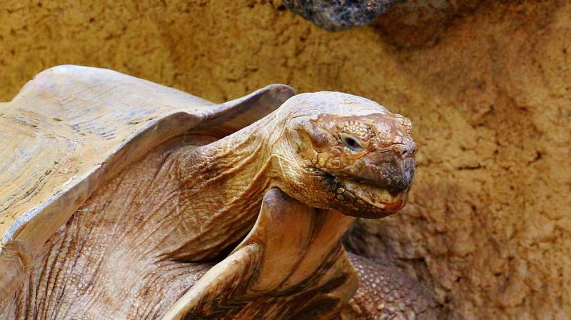 Researchers with the Galapagos Conservancy and the Galapagos National Park are now trying to restore the species by selecting 20 specimens with higher amounts of the Floreana tortoise in its DNA to reproduce. (Photo: Pixabay) Researchers with the Galapagos Conservancy and the Galapagos National Park are now trying to restore the species by selecting 20 specimens with higher amounts of the Floreana tortoise in its DNA to reproduce. (Photo: Pixabay)