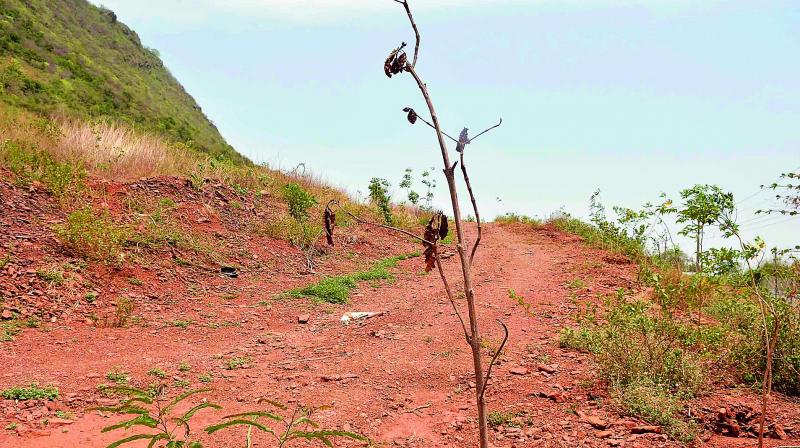 Saplings withered at Kotthuru Tadepalli, where Chief Minister participated in mass plantation programme of Vanam Manam near Vijayawada, on Tuesday. Saplings withered at Kotthuru Tadepalli, where Chief Minister participated in mass plantation programme of Vanam Manam near Vijayawada, on Tuesday.