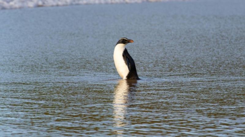 The penguin has now been microchipped and released at a beach on Phillip Island. (Photo: AFP) The penguin has now been microchipped and released at a beach on Phillip Island. (Photo: AFP)