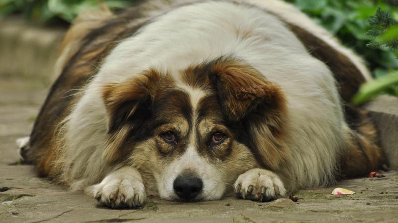 On average, overweight dogs live 1.3 years less than dogs on restrictive diets. (Photo: Representational/Pixabay) On average, overweight dogs live 1.3 years less than dogs on restrictive diets. (Photo: Representational/Pixabay)