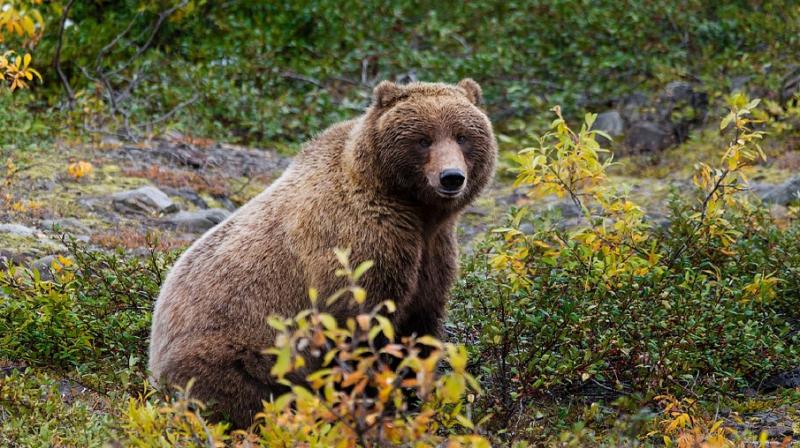 Bears in Alaska are primary distributers of small fruit seeds. (Photo: Pixabay) Bears in Alaska are primary distributers of small fruit seeds. (Photo: Pixabay)
