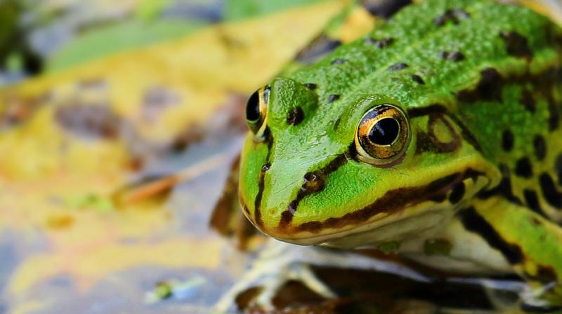 Social media helps Romeo the lonely frog find his Juliet. (Photo: Pixabay) Social media helps Romeo the lonely frog find his Juliet. (Photo: Pixabay)
