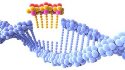 The international commission, made up of 18 experts from different disciplines, said that genome editing on embryos should not be used to create a pregnancy unless it has been “clearly established” that the changes can be reliably made without also making “undesired changes”. (Photo | 