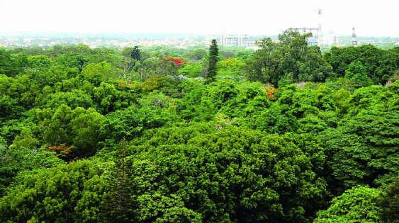 The land is in the catchment area of Himayatsagar, and its utilisation was meant only for growing of medicinal plants which are used in ayurveda. (Representational image) The land is in the catchment area of Himayatsagar, and its utilisation was meant only for growing of medicinal plants which are used in ayurveda. (Representational image)