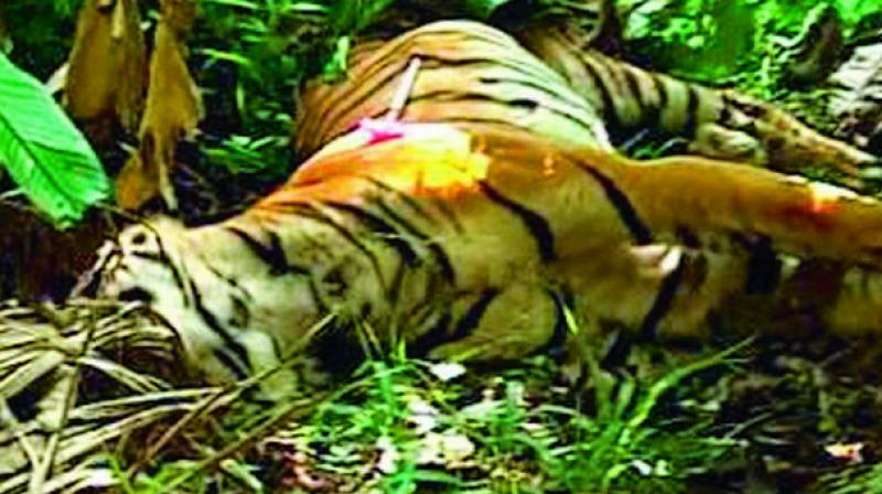 Forest officials of Mancherial exhumed the carcass of a male tiger in the forest area of Pinnaram village in Kotapalli mandal, on Saturday. Forest officials of Mancherial exhumed the carcass of a male tiger in the forest area of Pinnaram village in Kotapalli mandal, on Saturday.