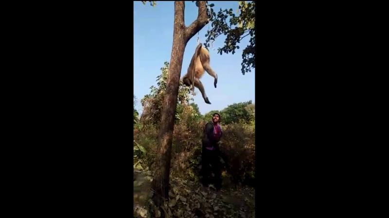 A man was filmed mercilessly beating a langur with a stick until the animal died. (Photo: Facebook/ Fauna Police) A man was filmed mercilessly beating a langur with a stick until the animal died. (Photo: Facebook/ Fauna Police)