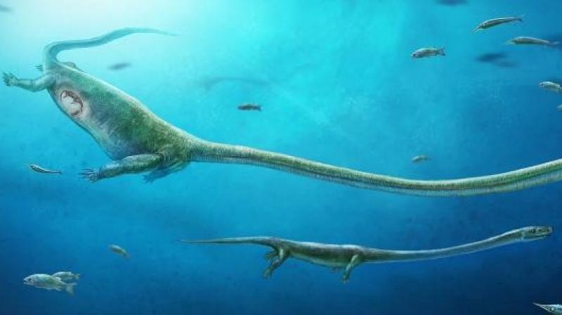 Dinocephalosaurus is the first member of a broad vertebrate group called archosauromorphs that includes birds, crocodilians, dinosaurs and extinct flying reptiles known as pterosaurs known to give birth this way. Dinocephalosaurus is the first member of a broad vertebrate group called archosauromorphs that includes birds, crocodilians, dinosaurs and extinct flying reptiles known as pterosaurs known to give birth this way.