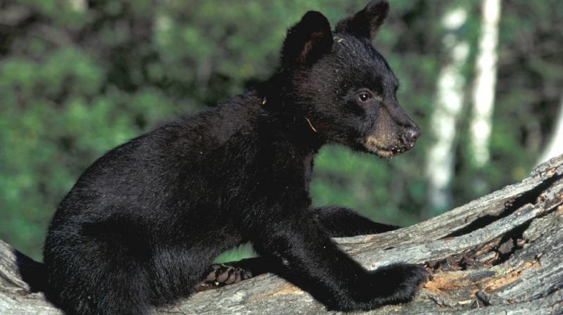 Cute baby bear struggles to climb snowy mountain. (Photo: Pixabay) Cute baby bear struggles to climb snowy mountain. (Photo: Pixabay)