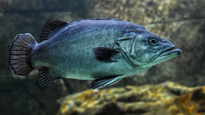 The findings run counter to popular theories and fisheries models that assume, for example, that a two-kilogram fish puts out as many eggs as a pair of one-kilogram fish. (Photo: Pixabay) The findings run counter to popular theories and fisheries models that assume, for example, that a two-kilogram fish puts out as many eggs as a pair of one-kilogram fish. (Photo: Pixabay)