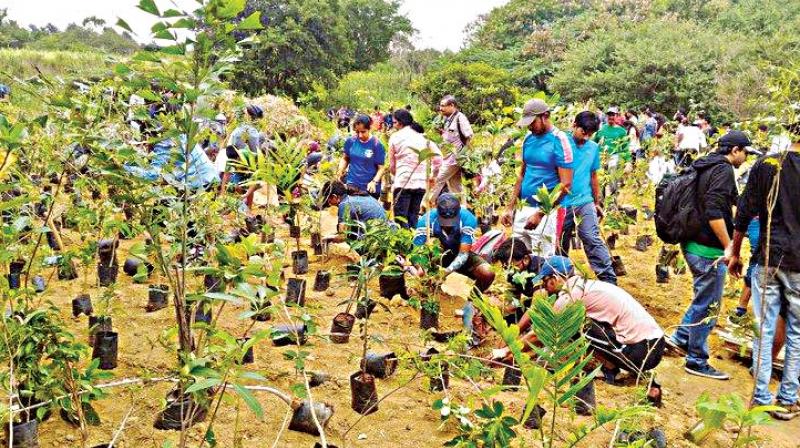 Volunteers from Say Trees at a plantation drive Volunteers from Say Trees at a plantation drive
