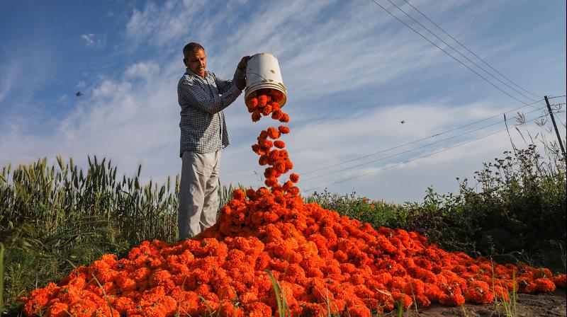 farmer collects flowers after plucking from a field near international border in Suchetgarh sector on the outskirts of Jammu. PTI Photo farmer collects flowers after plucking from a field near international border in Suchetgarh sector on the outskirts of Jammu. PTI Photo