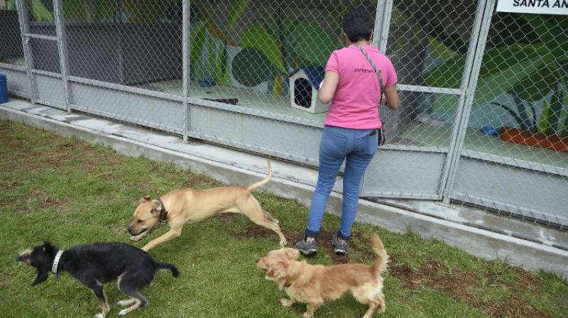 Rescued dogs are kept in cages with the names of different stations of the city subway at the Canine Transfer Center in Mexico City on July 24, 2017. (Photo: AFP) Rescued dogs are kept in cages with the names of different stations of the city subway at the Canine Transfer Center in Mexico City on July 24, 2017. (Photo: AFP)