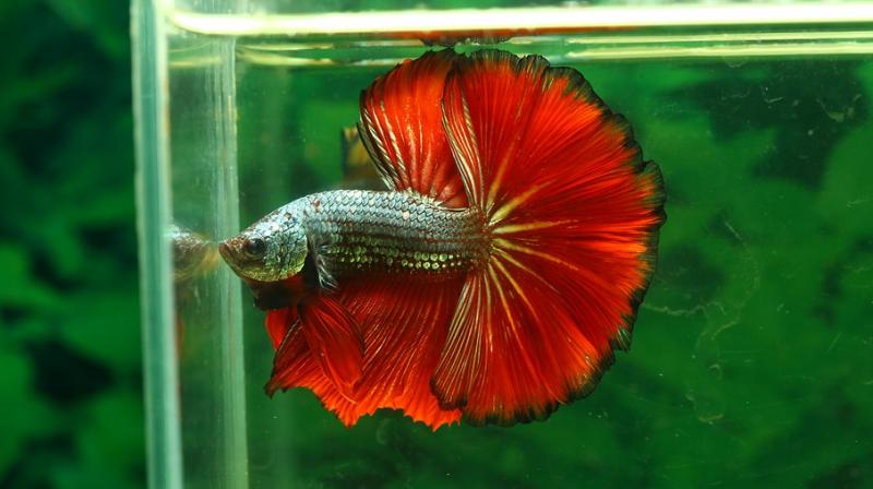 Pet betta fish. (Photo: Pixabay) Pet betta fish. (Photo: Pixabay)