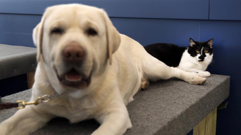 The dogs go through a two-year training program before they’re given to clients for free. (Photo: AP) The dogs go through a two-year training program before they’re given to clients for free. (Photo: AP)