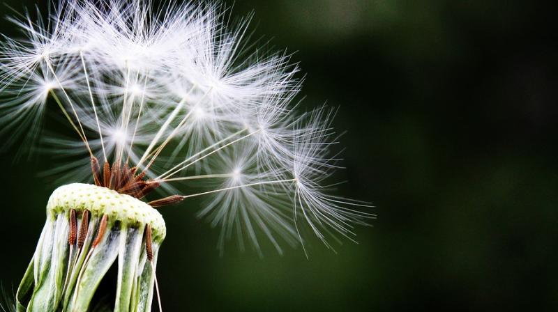 Hay fever increases risk of depression, anxiety in children. (Photo: Pixabay) Hay fever increases risk of depression, anxiety in children. (Photo: Pixabay)