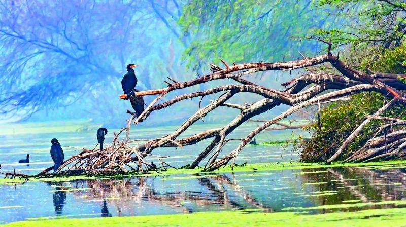 A flight of Great Cormorants perch on the ruins of a tree by a lake at Keoladeo Ghana Bird Sanctuary in Rajasthan’s Bharatpur A flight of Great Cormorants perch on the ruins of a tree by a lake at Keoladeo Ghana Bird Sanctuary in Rajasthan’s Bharatpur