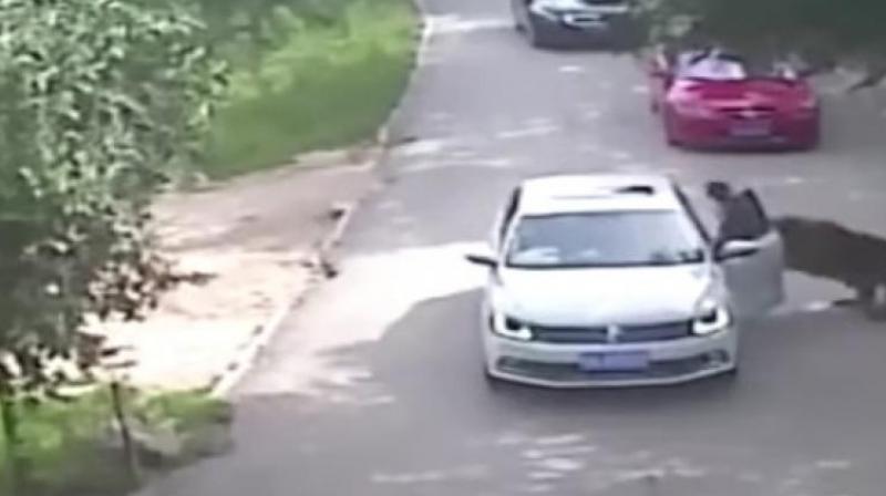 A tiger quickly attacked her and dragged her off, prompting the second woman to leave the vehicle in an attempt to help. (Photo: Youtube grab) A tiger quickly attacked her and dragged her off, prompting the second woman to leave the vehicle in an attempt to help. (Photo: Youtube grab)