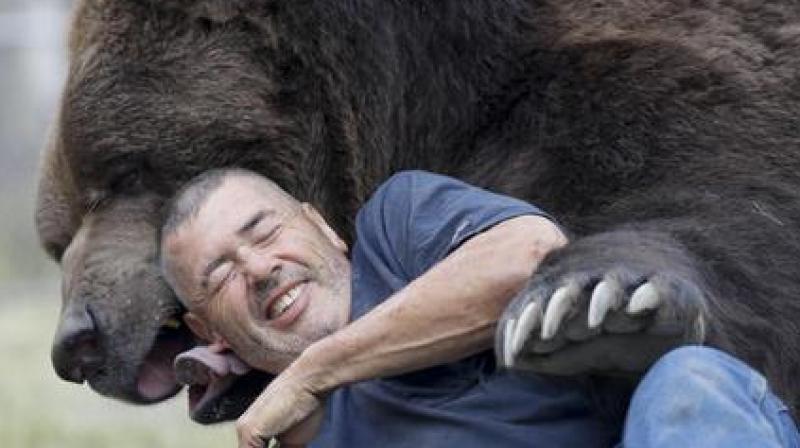 Jim Kowalczik plays with Jimbo, a 1500-pound Kodiak bear, at the Orphaned Wildlife Center in Otisville, N.Y. (Photo: AP) Jim Kowalczik plays with Jimbo, a 1500-pound Kodiak bear, at the Orphaned Wildlife Center in Otisville, N.Y. (Photo: AP)