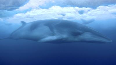 Eisert says the whales look similar from the surface but she gained a new appreciation for their individuality after seeing the markings on one up close. (Photo: AP)