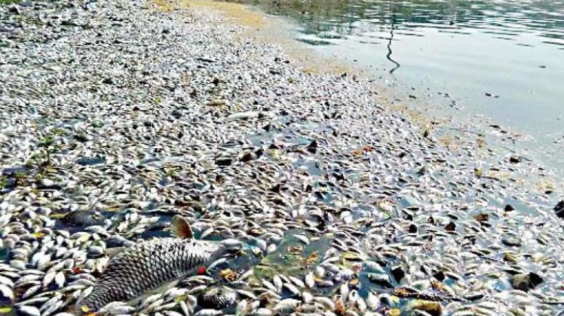 About 5,000 fish, belonging to the exotic Tilapia species that lives in the deeper parts of the fresh water bodies, were found dead at the Mahbubsagar in Sangareddy district over the weekend. (Representational image) About 5,000 fish, belonging to the exotic Tilapia species that lives in the deeper parts of the fresh water bodies, were found dead at the Mahbubsagar in Sangareddy district over the weekend. (Representational image)
