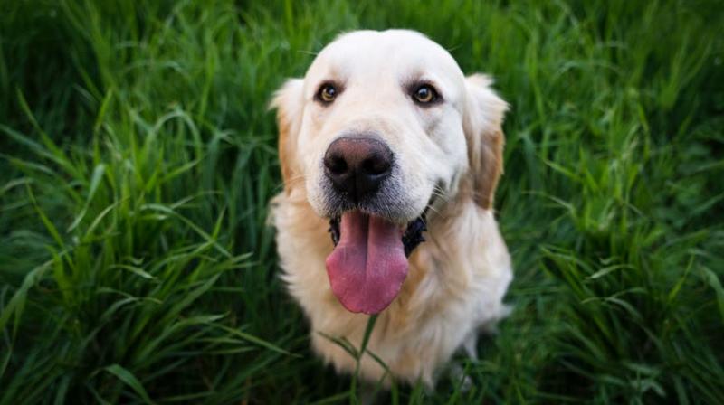 Chefs prepare meal fit for a king, but they are actually for dogs. (Photo: Pixabay) Chefs prepare meal fit for a king, but they are actually for dogs. (Photo: Pixabay)