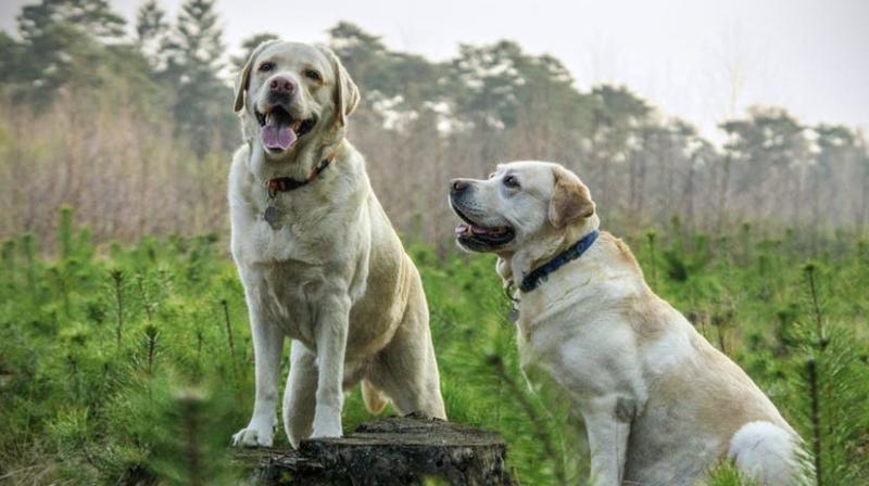 Tough love makes for better guide dogs, new study claims. (Photo: Pexels) Tough love makes for better guide dogs, new study claims. (Photo: Pexels)