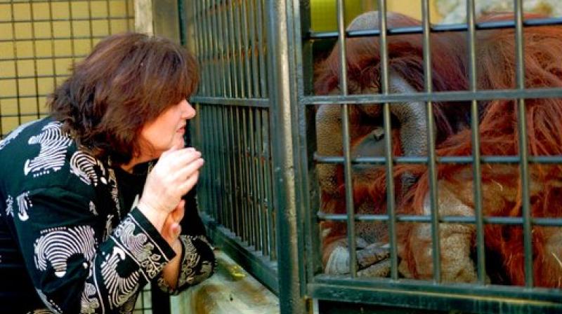 In this Nov. 24, 1997, file photo, researcher Lyn Miles signs to Chantek the orangutan at Zoo Atlanta in Atlanta. The zoo says Chantek died at the age of 39 on Aug. 7, 2017. (Photo: AP) In this Nov. 24, 1997, file photo, researcher Lyn Miles signs to Chantek the orangutan at Zoo Atlanta in Atlanta. The zoo says Chantek died at the age of 39 on Aug. 7, 2017. (Photo: AP)