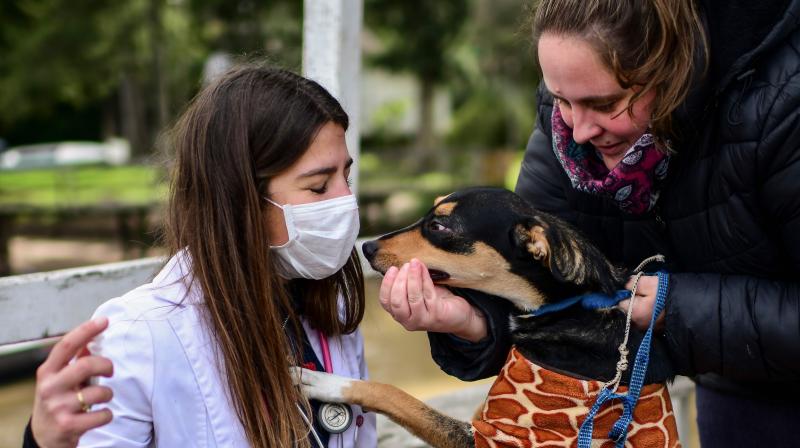 Sniffer dogs are best-known for detecting drugs, explosives and people but have also previously been trained to detect other diseases including malaria, cancer and Parkinsons disease. (Representational Image: AFP)