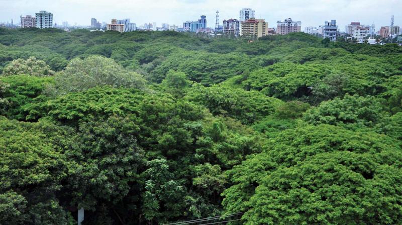 An aerial view of Mangalavanam, a bird sanctuary in the heart of Ernakulam City near Marine Drive, surrounded by high rise builders. (Photo: DC) An aerial view of Mangalavanam, a bird sanctuary in the heart of Ernakulam City near Marine Drive, surrounded by high rise builders. (Photo: DC)