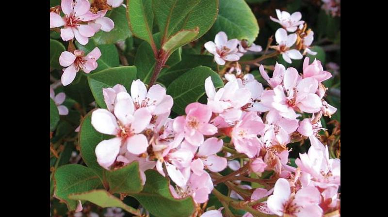 IISc acquired the herbarium after Saldanha's retirement, according to K. Sankara Rao, herbarium in-charge and retired professor of the Department of Biochemistry. IISc acquired the herbarium after Saldanha's retirement, according to K. Sankara Rao, herbarium in-charge and retired professor of the Department of Biochemistry.