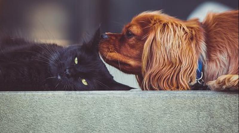 Dogs have the biological capability of doing much more complex and flexible things with their lives than cats can. (Photo: Pixabay) Dogs have the biological capability of doing much more complex and flexible things with their lives than cats can. (Photo: Pixabay)