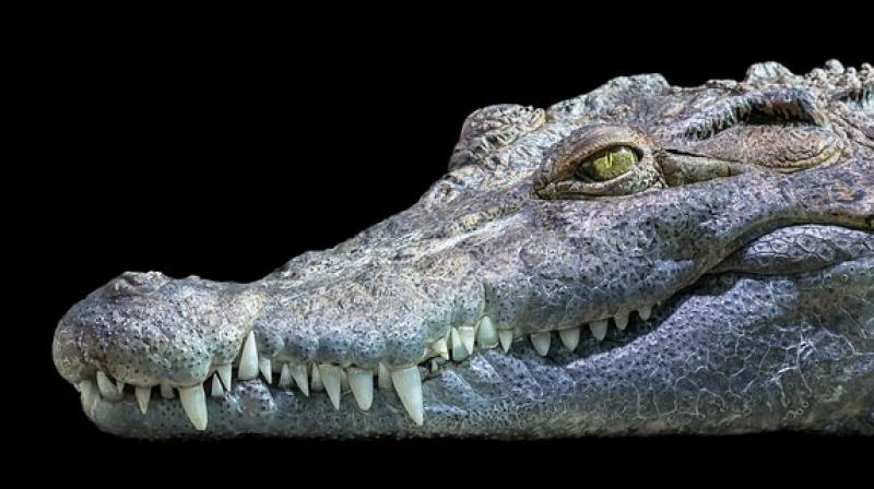 It marks the second crocodile attack in Palawan in less than a month. (Photo: Pixabay) It marks the second crocodile attack in Palawan in less than a month. (Photo: Pixabay)