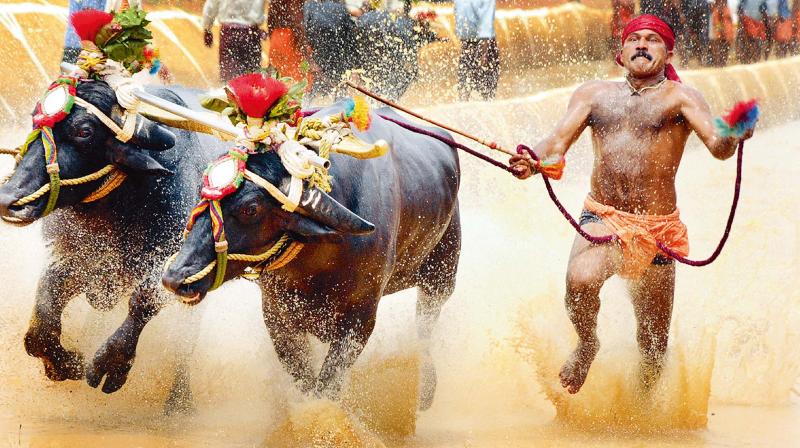 The Karnataka High Court in an interim order, in November 2016, had stayed holding of Kambala on a petition by PETA. (Photo: File) The Karnataka High Court in an interim order, in November 2016, had stayed holding of Kambala on a petition by PETA. (Photo: File)