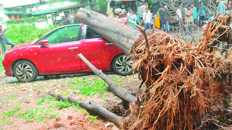 A tree in Motinagar got uprooted and fell on a car damaging the vehicle. The city witnessed heavy rains over the past few days. (Photo: Gandhi) A tree in Motinagar got uprooted and fell on a car damaging the vehicle. The city witnessed heavy rains over the past few days. (Photo: Gandhi)