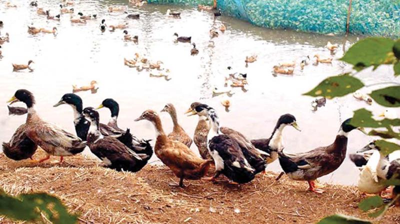 The virus killed 23,950 ducks out of a flock of 30,462 ducks, the ministry said. (Representational Image) The virus killed 23,950 ducks out of a flock of 30,462 ducks, the ministry said. (Representational Image)