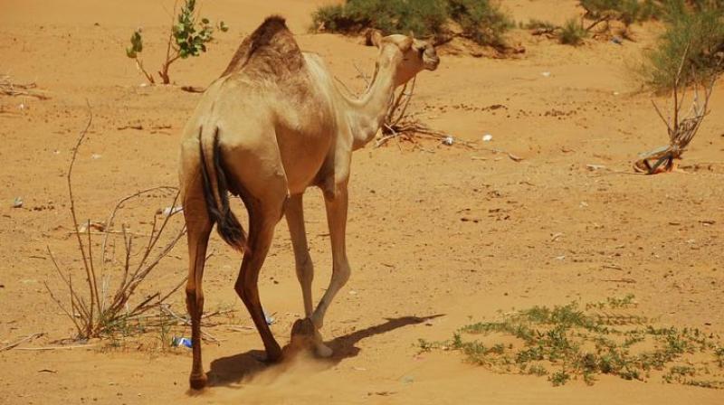 The displaced include 19 from Barmer, 10 from Pali and five from Jalore district, he added. (Photo: Representational) The displaced include 19 from Barmer, 10 from Pali and five from Jalore district, he added. (Photo: Representational)