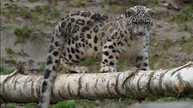 Only a fraction of snow leopard habitats in the state falls into two protected areas--Dibang Biosphere Reserve and Namdapha National Park. (Photo: Pixabay) Only a fraction of snow leopard habitats in the state falls into two protected areas--Dibang Biosphere Reserve and Namdapha National Park. (Photo: Pixabay)