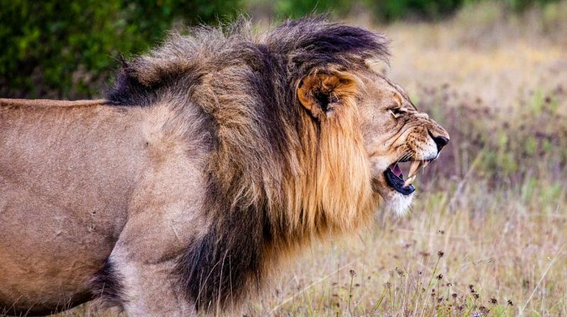 According to local reports, the child had been waving a small flag during the circus act which may have triggered the big cat. According to local reports, the child had been waving a small flag during the circus act which may have triggered the big cat.