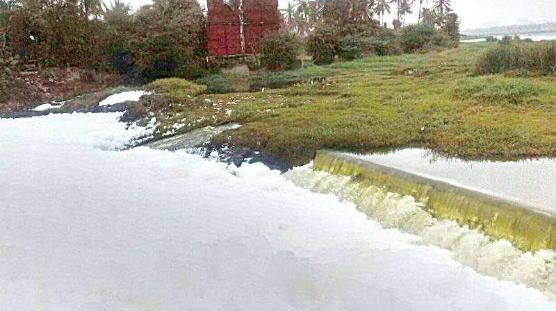 Frothing at Varthur Lake in Bengaluru on Saturday. (Photo: DC) Frothing at Varthur Lake in Bengaluru on Saturday. (Photo: DC)