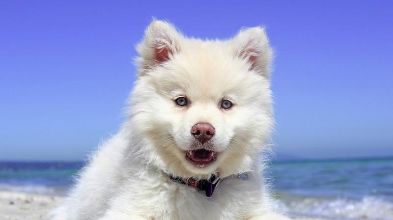 During their domestication from their wild ancestor the wolf to the pets we have today, dogs can now work together with humans. (Photo: Pixabay) During their domestication from their wild ancestor the wolf to the pets we have today, dogs can now work together with humans. (Photo: Pixabay)