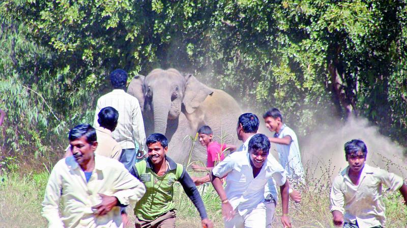 Suddenly, we find ourselves too often right in front of wild animals. In the 1980s, some 150 people died every year as a result of man-elephant conflicts. In recent years, that figure has risen to about 500 a year. Suddenly, we find ourselves too often right in front of wild animals. In the 1980s, some 150 people died every year as a result of man-elephant conflicts. In recent years, that figure has risen to about 500 a year.
