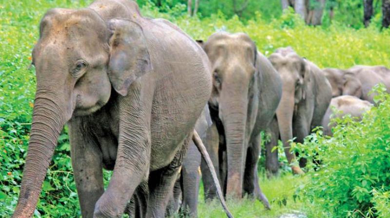 While the woman was heading to a nearby bush to answer nature’s call, a tusker on its way slightly knocked her. (Representational Image) While the woman was heading to a nearby bush to answer nature’s call, a tusker on its way slightly knocked her. (Representational Image)