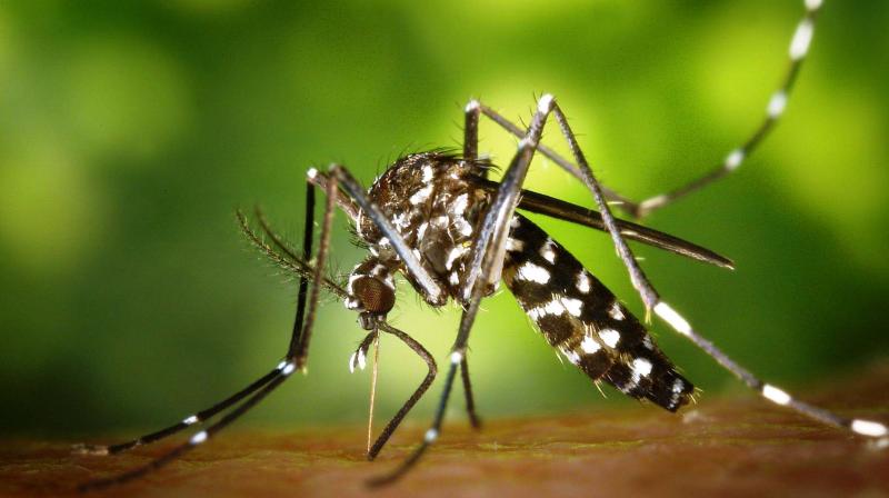 Climate change is not the only or even the main factor driving the increase in vector-borne diseases across the globe. (Photo: Representational/Pexels) Climate change is not the only or even the main factor driving the increase in vector-borne diseases across the globe. (Photo: Representational/Pexels)