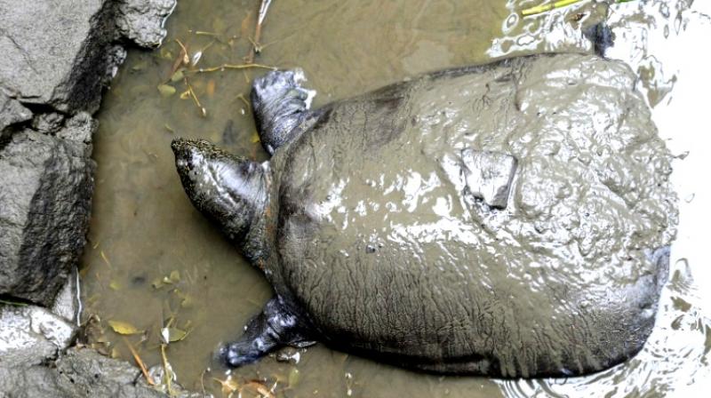 The zoo tried unsuccessfully for several years to get the pair to mate and reproduce naturally. (Photo: AFP) The zoo tried unsuccessfully for several years to get the pair to mate and reproduce naturally. (Photo: AFP)