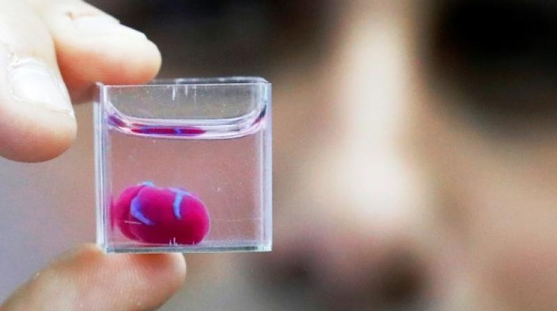 The cells are currently able to contract, but do not yet have the ability to pump. (Photo: AFP) The cells are currently able to contract, but do not yet have the ability to pump. (Photo: AFP)