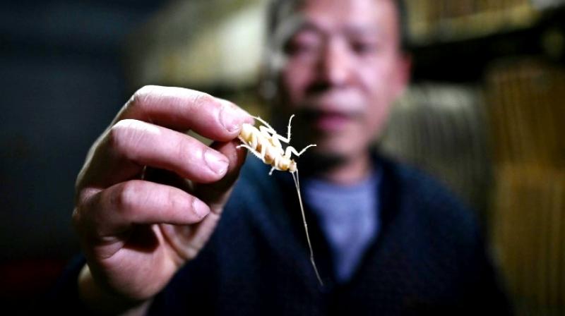 The greatest effect of cockroaches are that they have great immunity, which is why humans will absorb its benefits after eating them. (Photo: AP) The greatest effect of cockroaches are that they have great immunity, which is why humans will absorb its benefits after eating them. (Photo: AP)