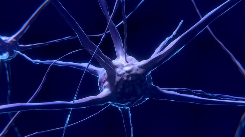 The main conceptual finding: cell death in the brain occurs across a longer time period than was previously thought. (Photo: Representational/Pixabay) The main conceptual finding: cell death in the brain occurs across a longer time period than was previously thought. (Photo: Representational/Pixabay)
