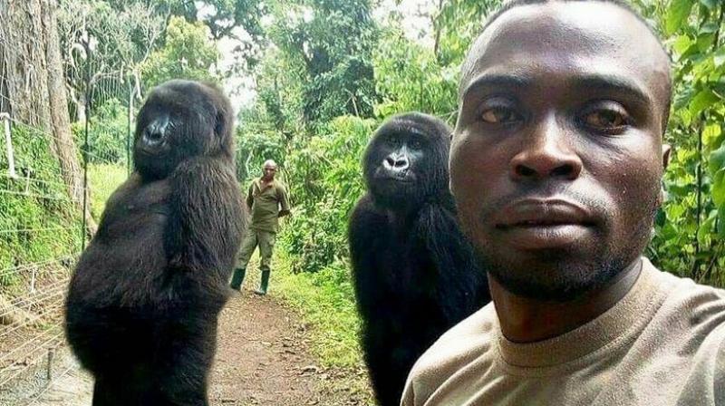 Virunga is billed as Africa’s most biodiverse national park, spanning tropical forests, snow-peaked mountains and active volcanoes. (Photo: AP) Virunga is billed as Africa’s most biodiverse national park, spanning tropical forests, snow-peaked mountains and active volcanoes. (Photo: AP)